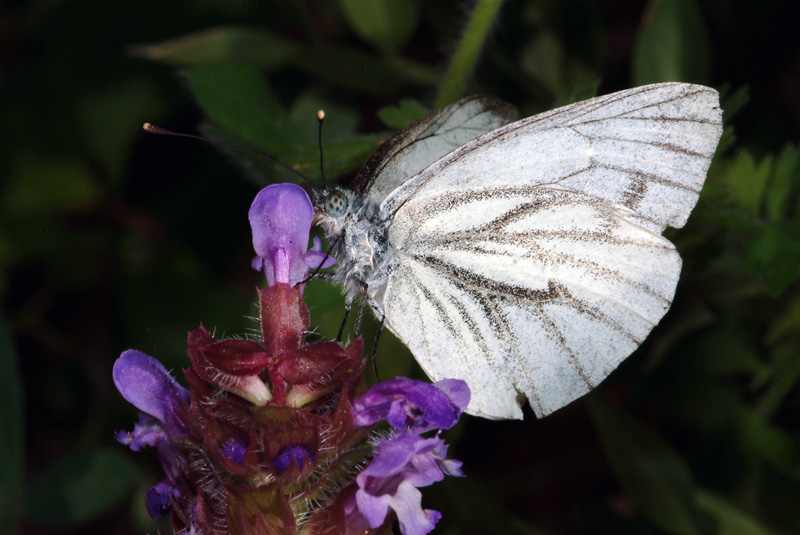 Da determinare 12 - Pieris napi